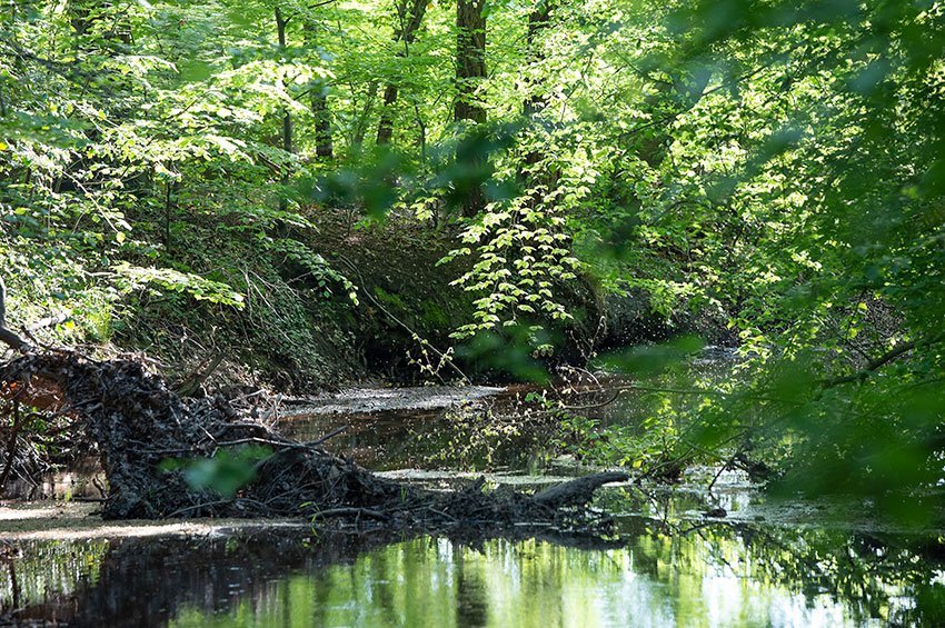 Buskersbos water